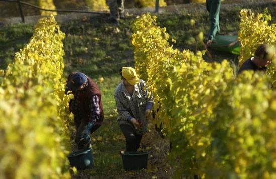 全球葡萄酒總產(chǎn)量下降8.2%,2018葡萄酒漲價(jià)已成定勢(shì)